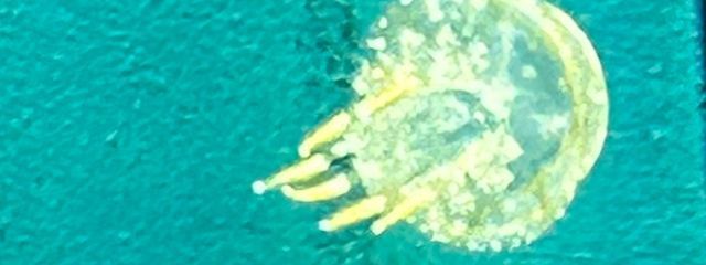 夏蝶さんの壁紙画像
