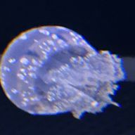 夏蝶さんのアイコン画像