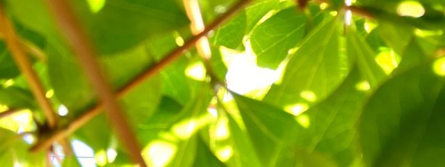糸空さんの壁紙画像