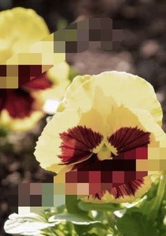 【💜❤️】あの仔みたいに可愛くならなくちゃ