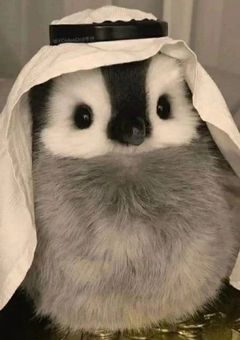 お狐様と文豪達