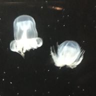 くららさんのアイコン画像