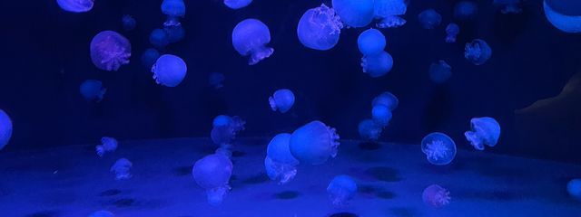 椿猫@🐢投稿さんの壁紙画像