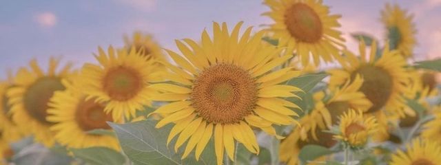  名無しの乍句者 さんの壁紙画像