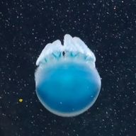 かな さんのアイコン画像