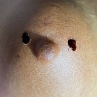 いんげんさん🫛@Fura_25_sukoさんのアイコン画像