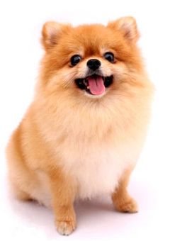 俺は犬ちゃうけどなぁ…