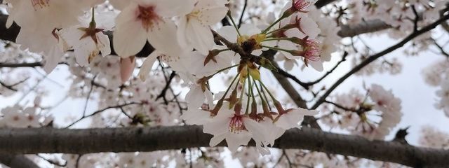 だいふくさんの壁紙画像