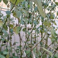 虎徹さんのアイコン画像