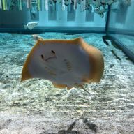 もちもちさんのアイコン画像