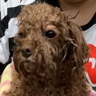 DREAM！💙🎧🐾@休憩中さんのアイコン画像