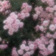 ཐིཋྀ⋆さんのアイコン画像