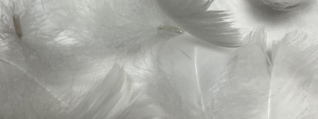 主人さんの壁紙画像