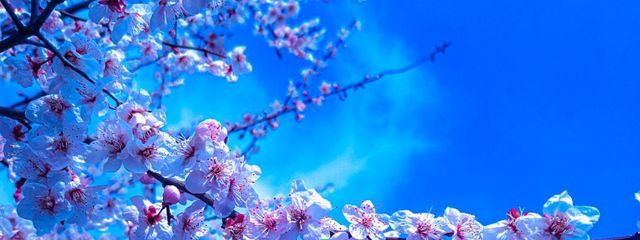 ワカさんの壁紙画像