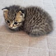 楓華ฅ^•ω•^ฅ😸さんのアイコン画像