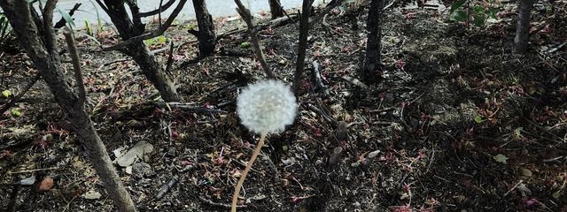 ポーロさんの壁紙画像