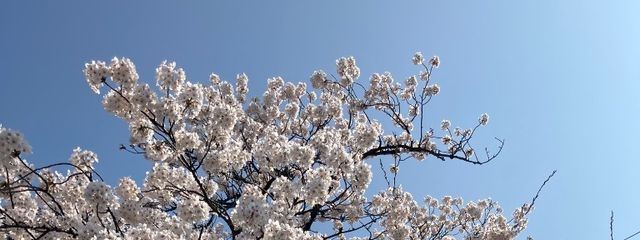 草音 向彩(くさね ひいろ)さんの壁紙画像