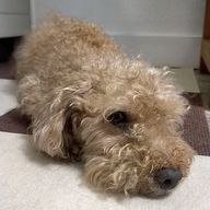 Sugarさんのアイコン画像