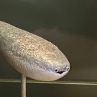 名無しクンさんのアイコン画像