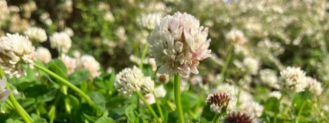 凛桜　(りお)さんの壁紙画像