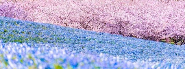 青空 ひなさんの壁紙画像