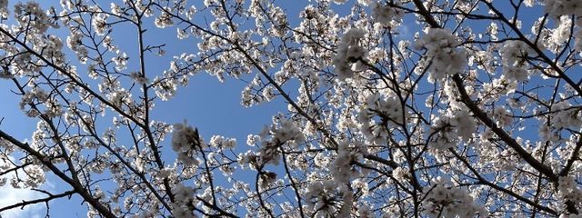 空華 の 子___🌸🐈‍⬛🪼 : 現在活動休止中さんの壁紙画像