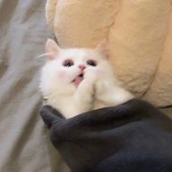 creamさんのアイコン画像