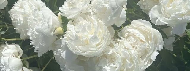 花束ㄘゃԽ ❕さんの壁紙画像