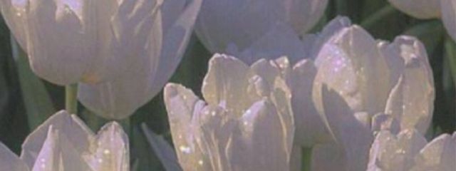 り り ~ ‎🥀🌷さんの壁紙画像