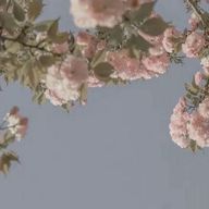 レイさんのアイコン画像