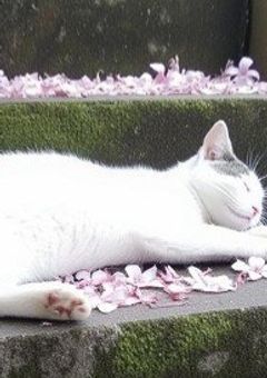 壊れそうなキミを離せない