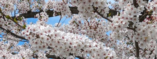 コーラル@12月から3月まではユキノが担当ですさんの壁紙画像