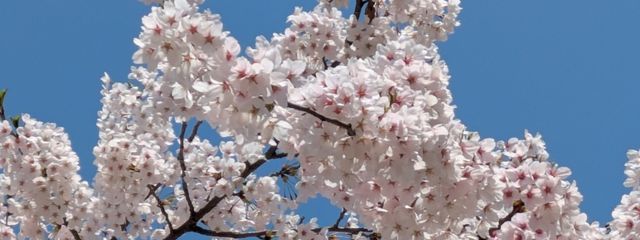 コーラル@今年の桜も綺麗やわ〜🌸さんの壁紙画像