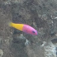ペンギン🐧さんのアイコン画像