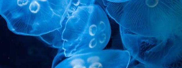 現実逃避さんの壁紙画像