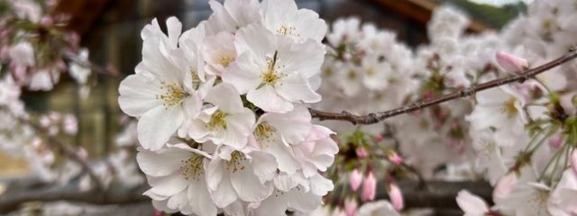 ✌︎(　˙-˙　)✌︎さんの壁紙画像