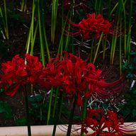 ✌︎(　˙-˙　)✌︎さんのアイコン画像