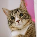 猫じゃないです虎です!#芥川厨