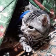 にゃぬこさんのアイコン画像