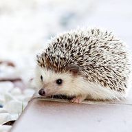 ri_sanさんのアイコン画像