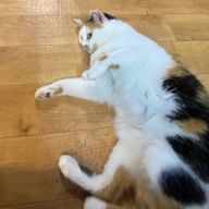 ここむみ🌈🎵さんのアイコン画像