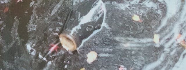 niFさんの壁紙画像