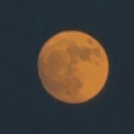 やし🐶🍼🐾🖤さんのアイコン画像