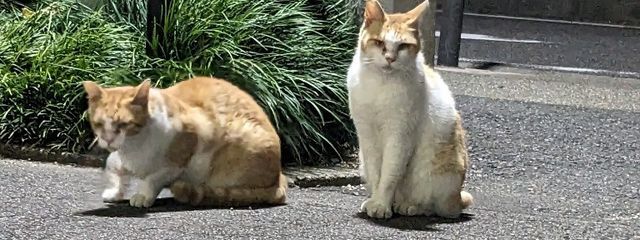 ネクロさんの壁紙画像