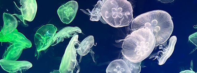 あんみつ@低低浮上さんの壁紙画像