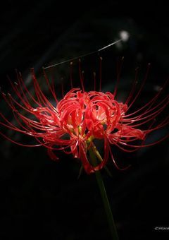 闇夜に咲く一輪の彼岸花