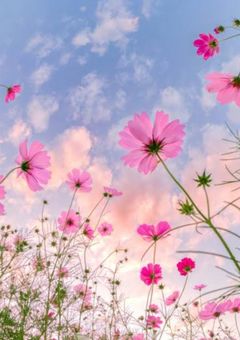 初恋が、君でよかった、