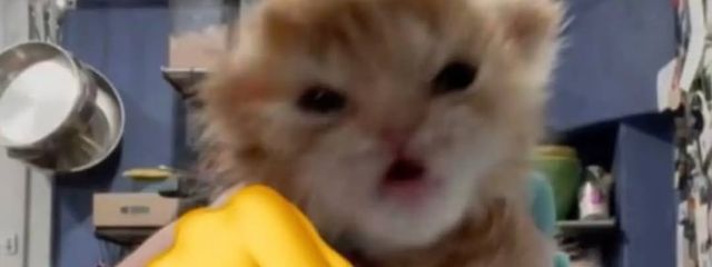 ぴぴさんの壁紙画像