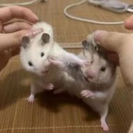 ひな＠わかめしか勝たん（低浮上(、._. )、）さんのアイコン画像