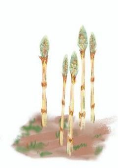 夢の中に後輩(つくしver．)が出てきた件